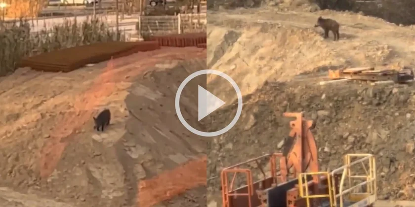 [Vidéo] Un sanglier observé sur un chantier à Marseille