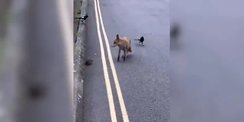 Un renard attaque un rat devant deux pies