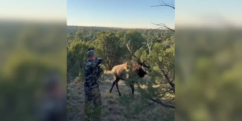 archer vs wapiti
