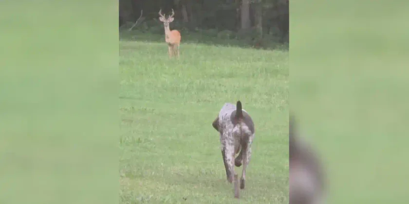arret du chien qui dure