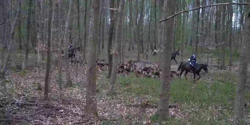 [Vidéo] La chasse à courre a-t-elle un avenir?