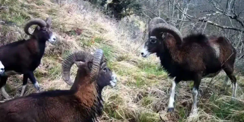 bagarre de mouflons