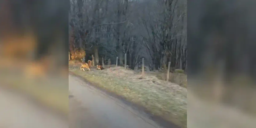 bouquetins au bord d'une route