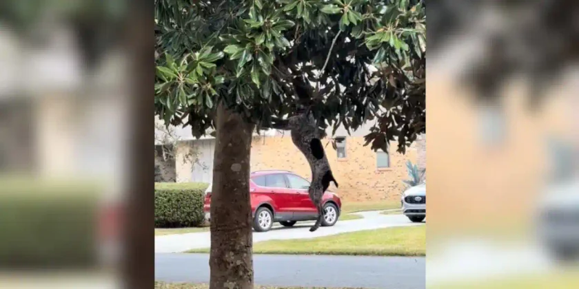 braque allemand accroché dans un arbre