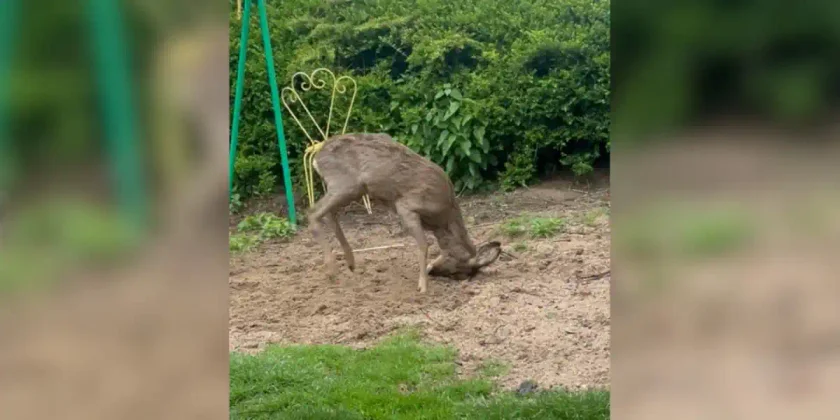 brocard au jardin