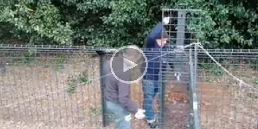 [Vidéo] A Bayonne, des cages sont posées pour capturer des sangliers