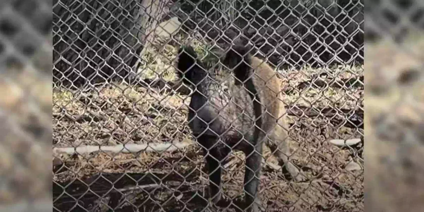 cages à sangliers au JT de France 2