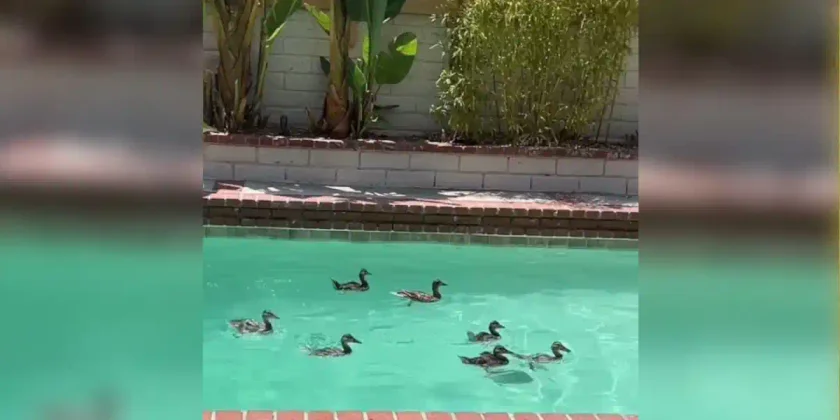 canards-dans-la-piscine