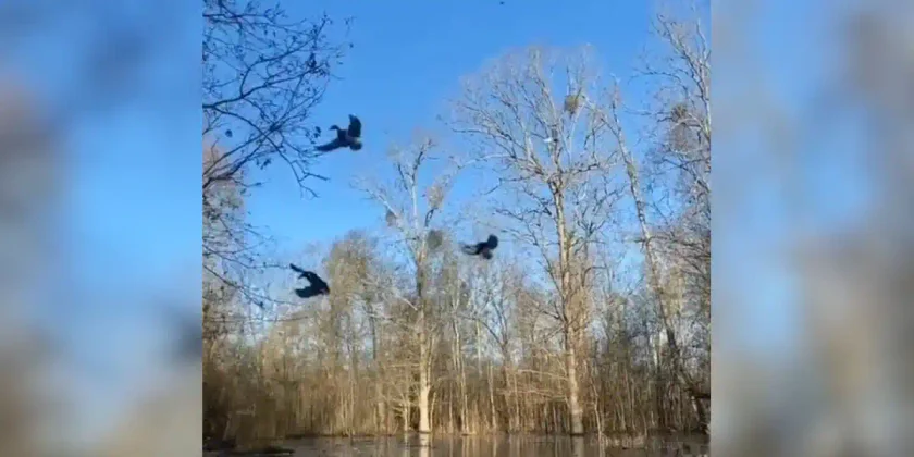 canards dans les arbres