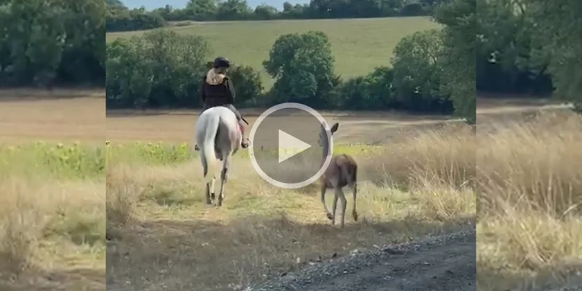 [Vidéo] La cavalière qui murmure à l’oreille des cervidés
