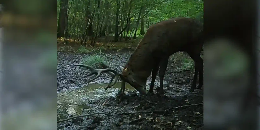 cerf à la souille