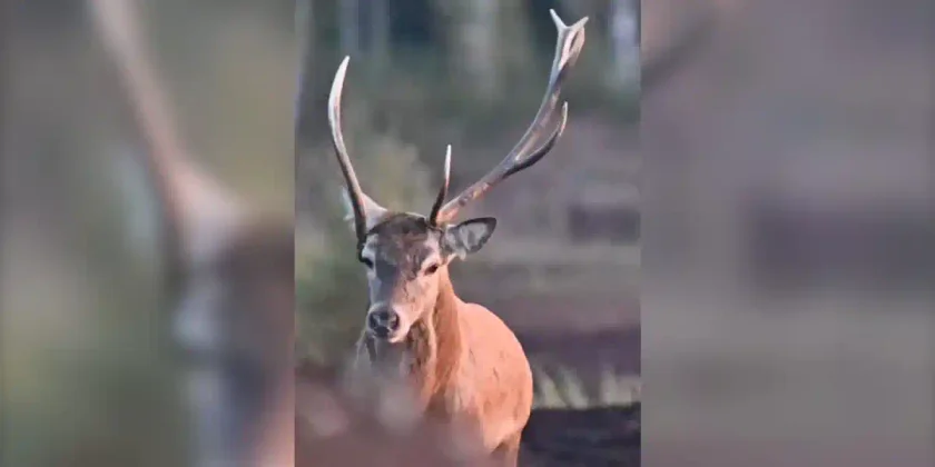 cerf asymetrique