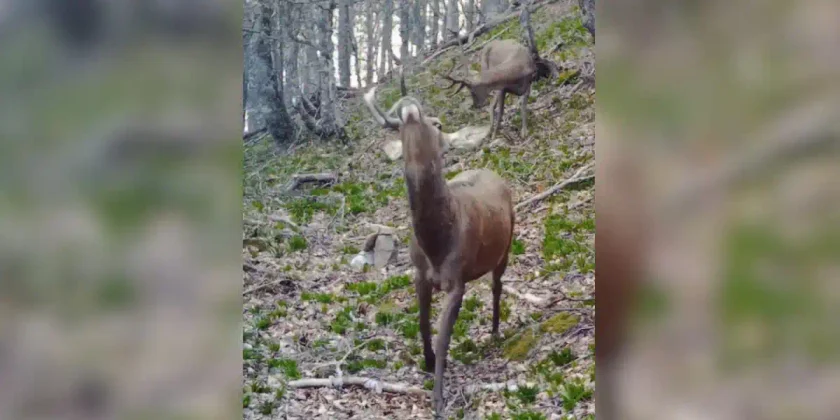 cerf avec un seul bois