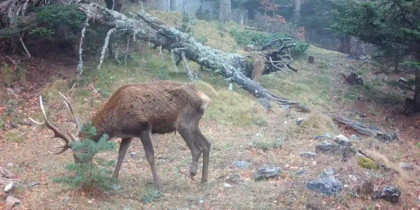 Cerf blessé