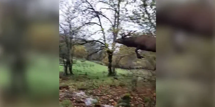 cerf-bondit