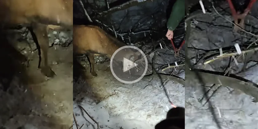 [Vidéo] Ils viennent en aide à un cerf retrouvé emmêlé dans des branchages et des barbelés