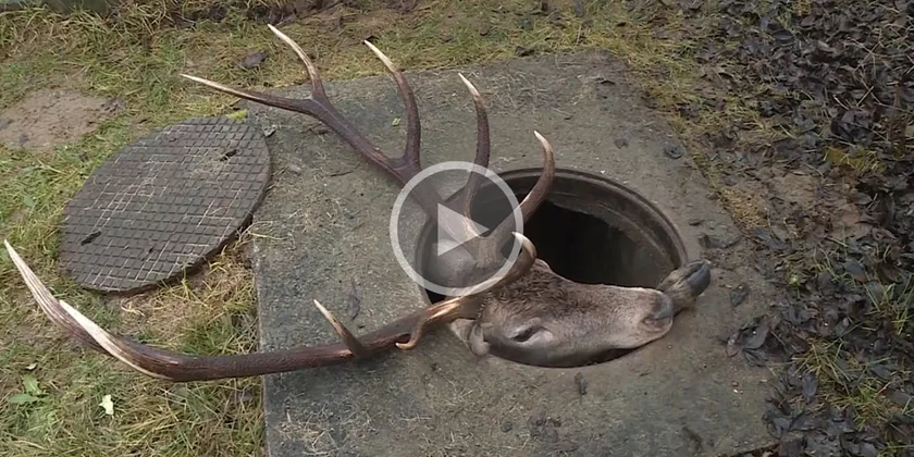 [Vidéo] Un grand cerf coincé dans un égout sauvé d’une mort certaine à l’aide d’une grue