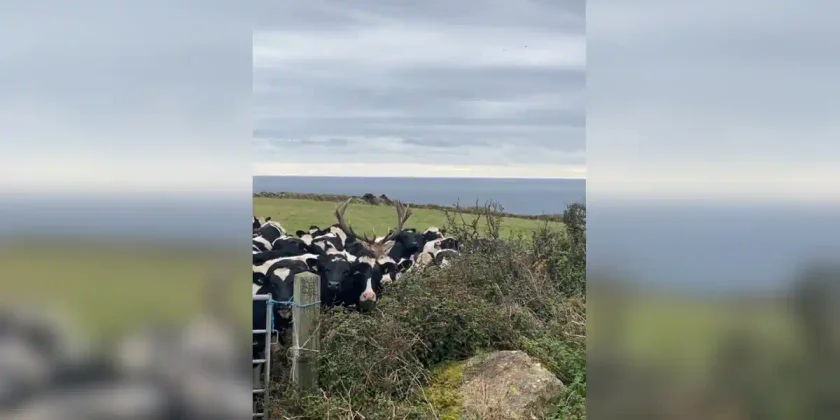 cerf dans les vaches