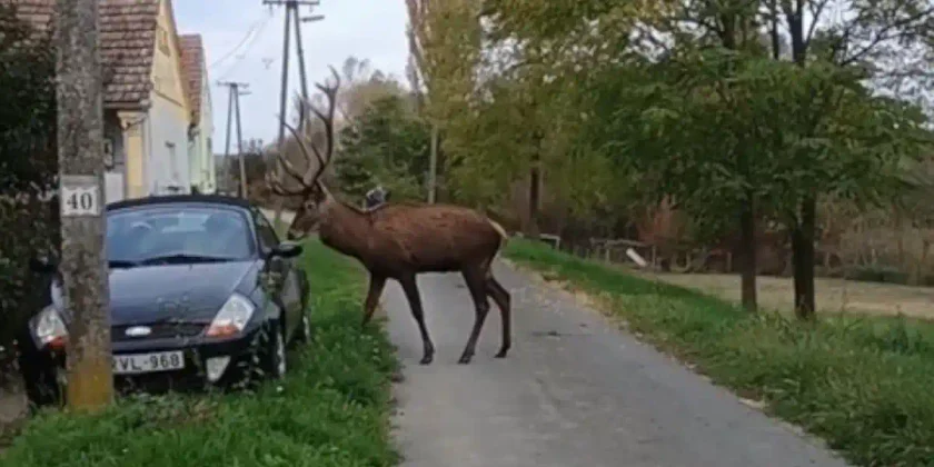 cerf devant une voiture
