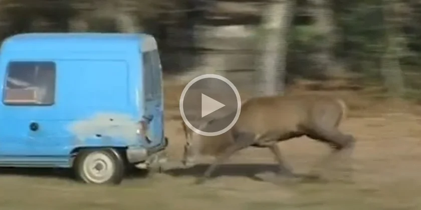 [Vidéo] Un cerf qui n’aime pas du tout les C15