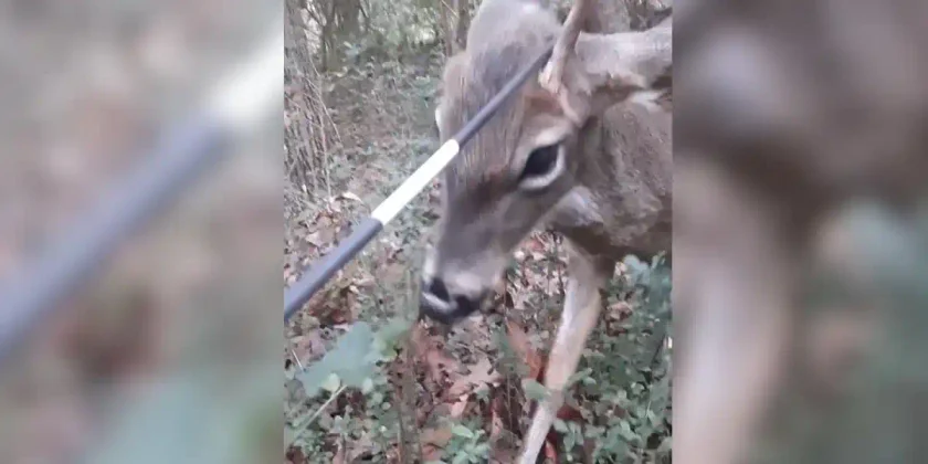 cerf se gratte sur une fleche
