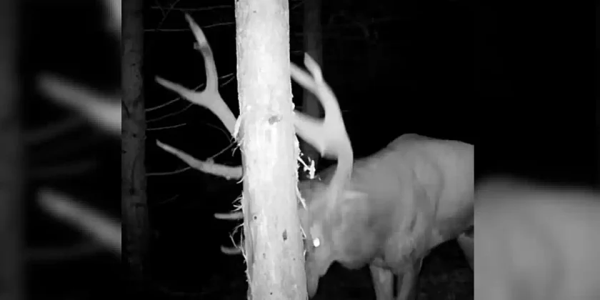cerf se gratte