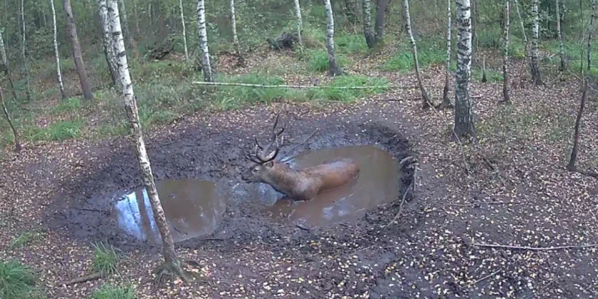 [Vidéo] Un superbe cerf profite d’une pause fraîcheur
