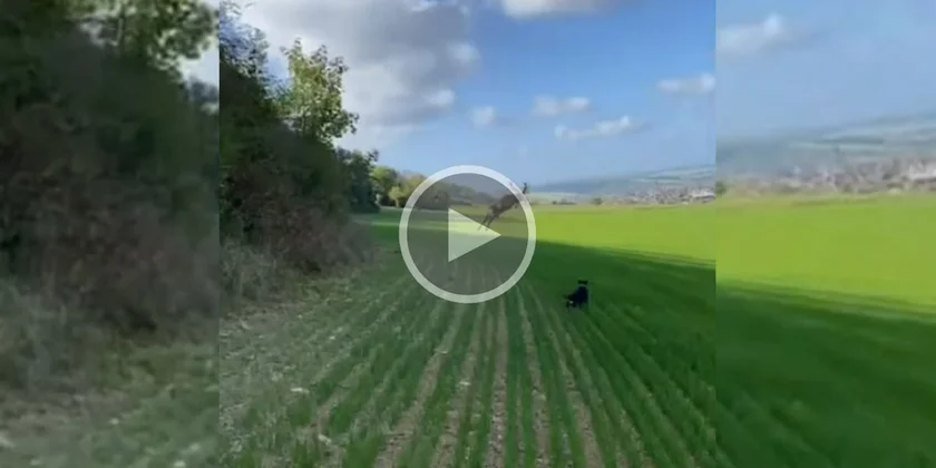 [Vidéo] En pleine chasse, un cerf sort des broussailles et prend la fuite après un bond puissant