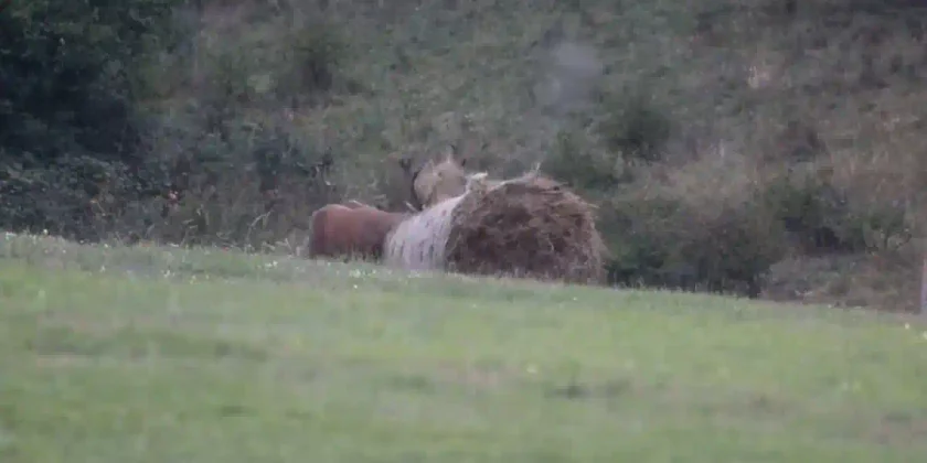 cerf vs balle de foin