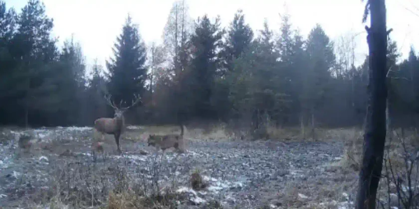 cerf vs loups
