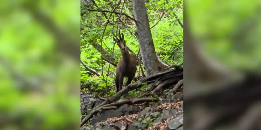 chamois curieux