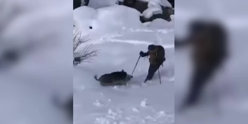 charge sanglier sur skieur