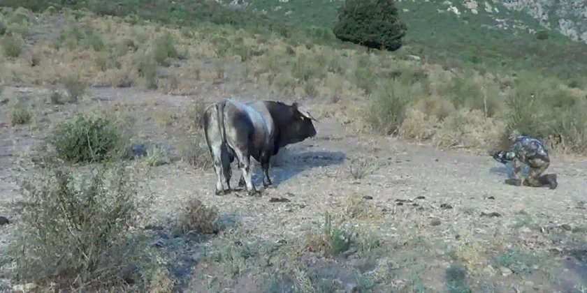 [Vidéo] Chasse du sanglier à l’arc en Corse