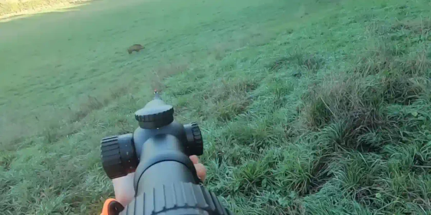 chasse aux sangliers et tir d'un keiler