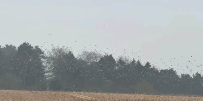 chasse aux pigeons Norfolk
