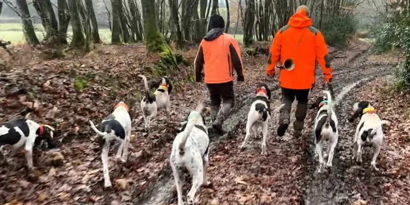chasse cerf chiens courants