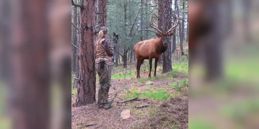 chasseresse vs wapiti