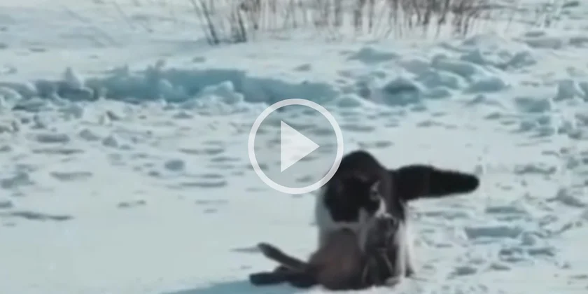 [Vidéo] Un chat traine au sol un lièvre qu’il vient d’attraper dans la neige