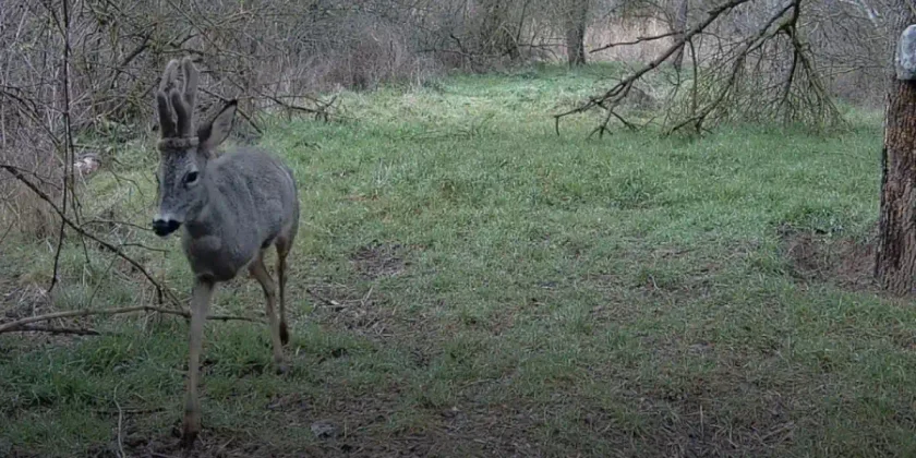 chevreuil à trois pattes