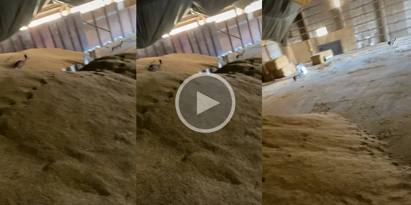 [Vidéo] Des chevreuils surpris dans un hangar à grain