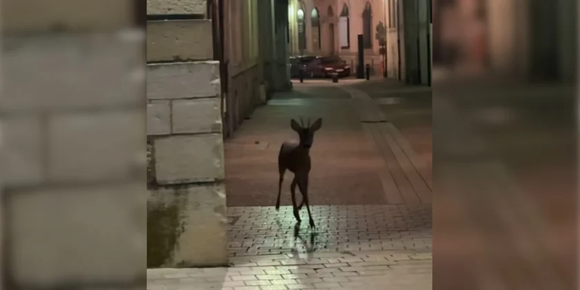 chevreuil dijon