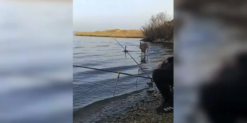 chevreuil fonce sur des pêcheurs