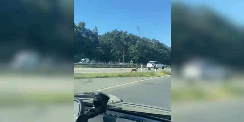 chevreuil sur autoroute allemagne
