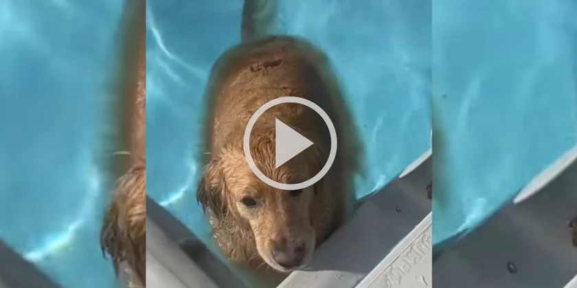 [Vidéo] Un golden retriever refuse de sortir de sa piscine et amuse le web