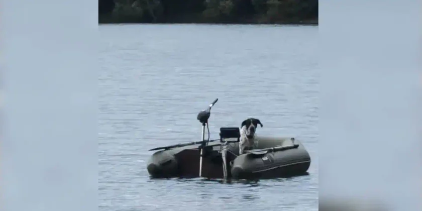 chien-bateau-peche