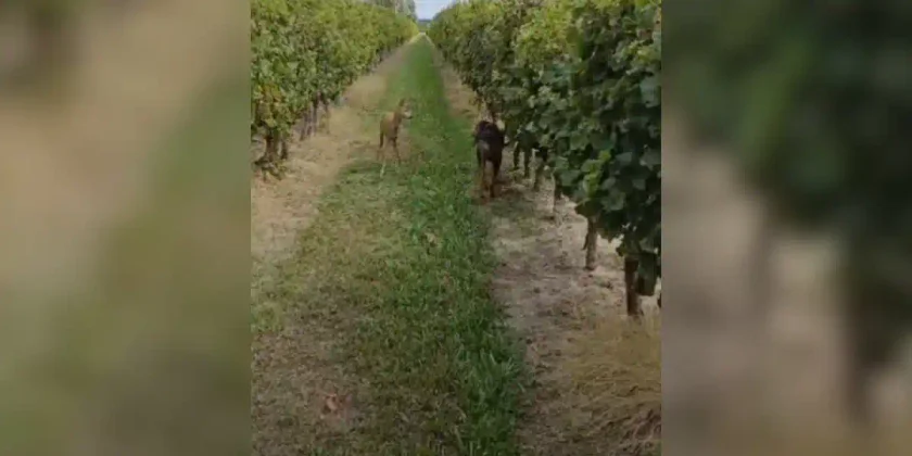 chien créancé vs chevreuil