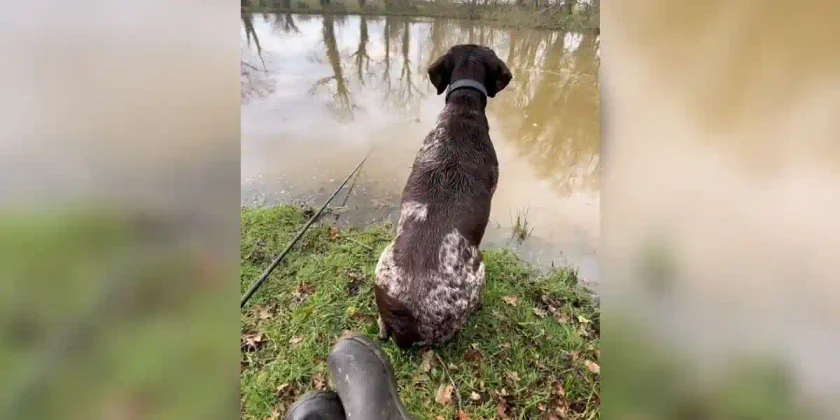 Chien de chasse à la pêche