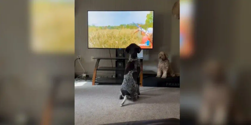 [Vidéo] Quand ton chien de chasse n’en peut plus d’attendre l’ouverture