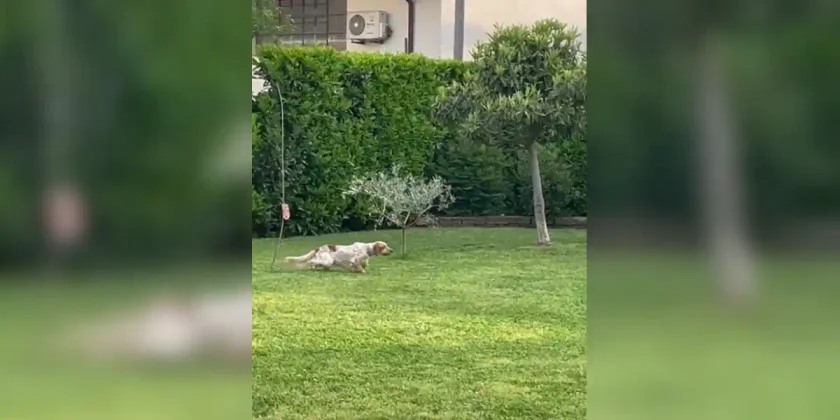 chien-de-chasse-pelouse