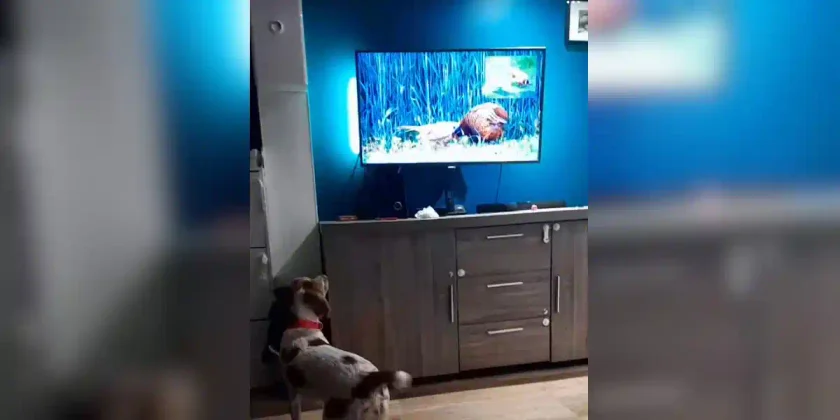 chien devant la tv